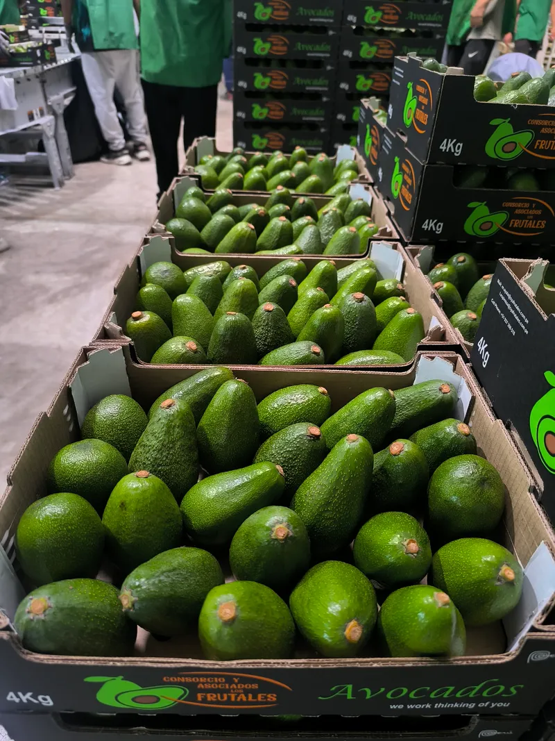 Paltas Hass frescas listas para exportación