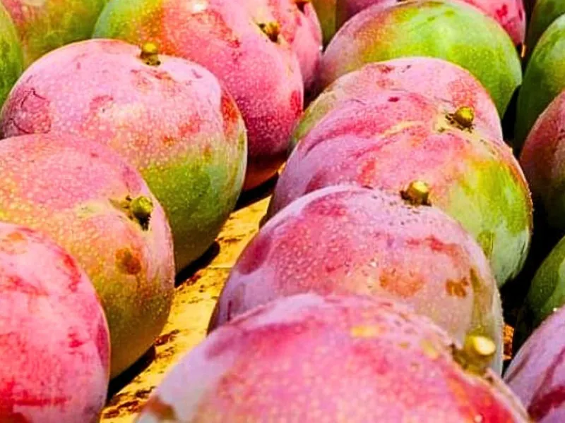 Mangos Kent maduros de la variedad de exportación